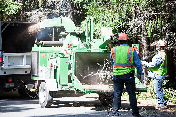 Reliable Tishomingo, OK Tree Services Solutions